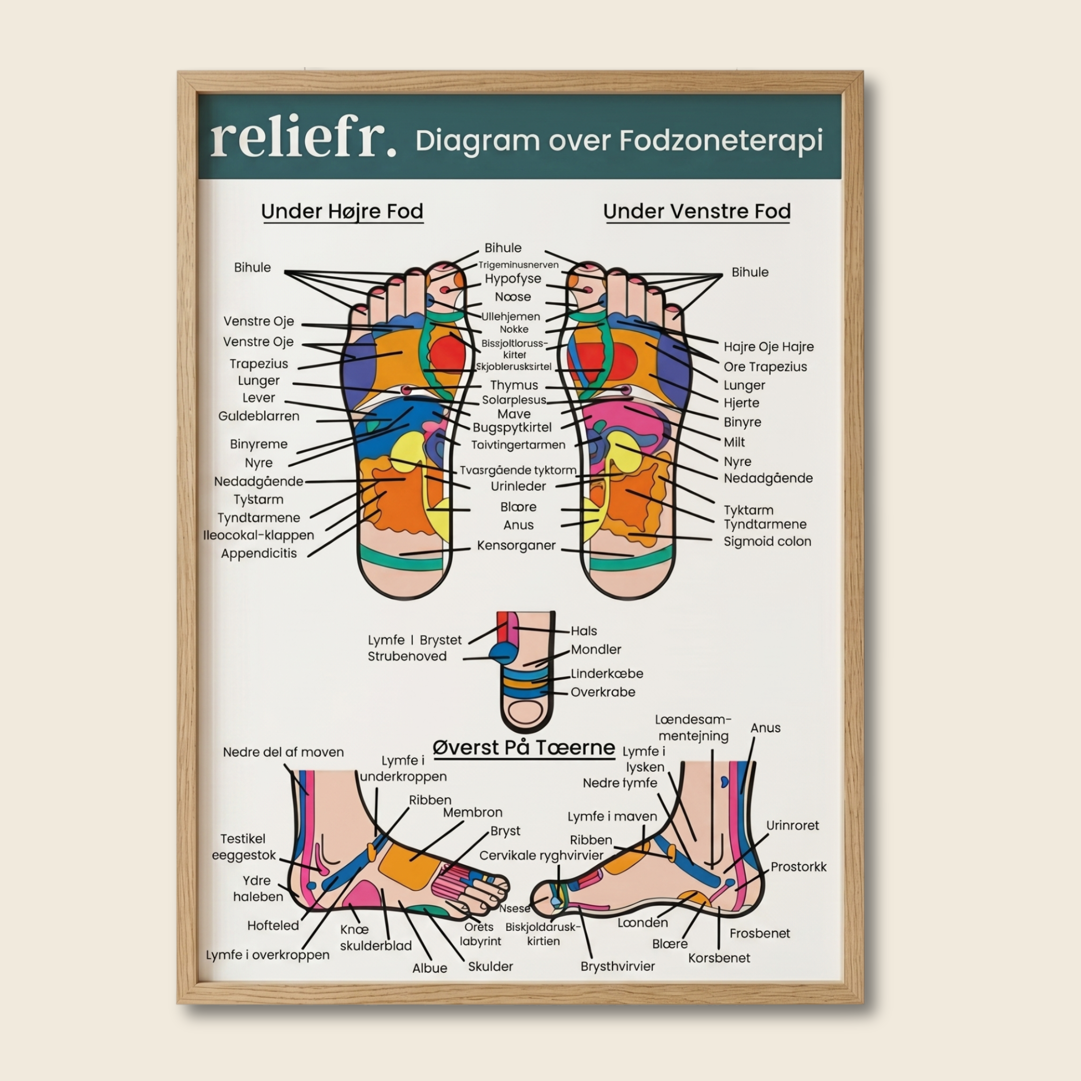 Foot zone diagram